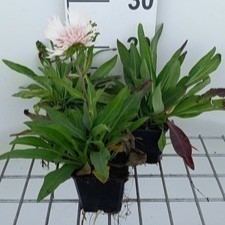 Stokesia laevis 'Alba'  Pot 9 