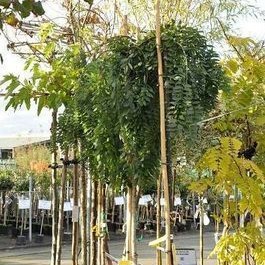 Styphnolobium jap. 'Pendula' (= Sophora Jap. 'pend Tige 12/14 CT 55 litres 
