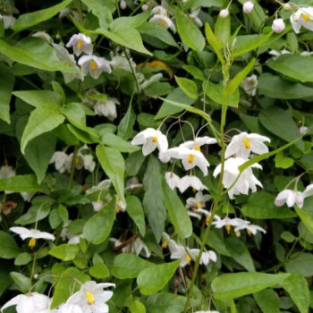 Styrax japonicus 0.50 à 0.60 m CT 4 litres 
