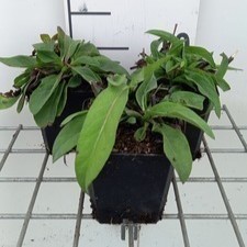 Succisa pratensis  Pot 9 