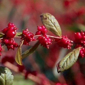 Symphoricarpos d. 'Magic Berry' 0.50 à 0.60 m Cont. 