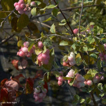 Symphoricarpos d. 'Mother of Pearl' 0.50 à 0.60 m Cont. 