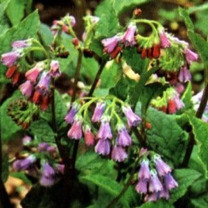 Symphytum grandifl. 'Wisley Blue'  Pot 9 