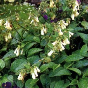 Symphytum grandiflorum  Pot 9 