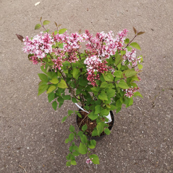 Syringa microphylla 'Superba' 0.80 à 1 m Cont. 