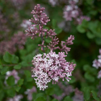 Syringa microphylla 'Superba' 1 à 1.25 m CT 12 litres 