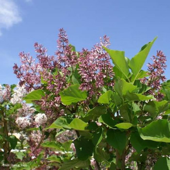 Syringa patula 'Miss Kim' 0.40 à 0.60 m Cont. 