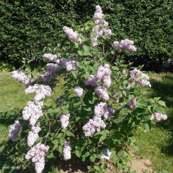 Syringa vulg. 'Belle de Nancy' 0.40 à 0.60 m Cont. 