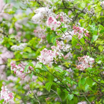 Syringa vulg. 'Beauty of Moscow' 0.40 à 0.60 m Cont. 