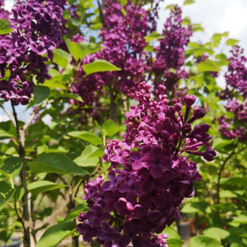 Syringa vulg. 'Charles Joly' 0.40 à 0.60 m Cont. 
