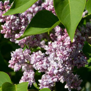 Syringa vulg. 'Kath. Havemeyer' 0.40 à 0.60 m Cont. 