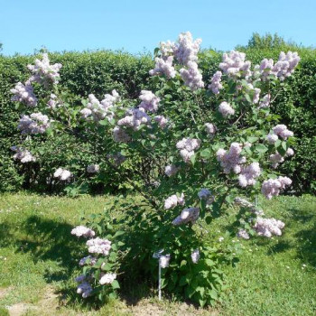 Syringa vulg. 'Michel Buchner' 0.40 à 0.60 m Cont. 