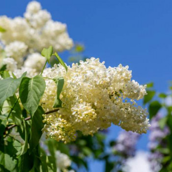 Syringa vulg. 'Primrose' ('sterntaler/y. wonder') 0.50 à 0.60 m Cont. 