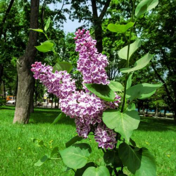 Syringa vulg. 'Sensation' 0.50 à 0.60 m Cont. 