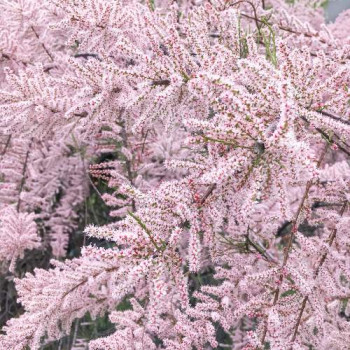 Tamarix ram. 'Pink Cascade' 0.60 à 0.80 m Cont. 