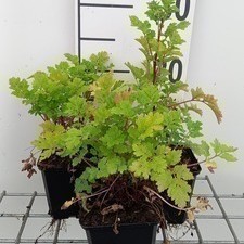 Tanacetum parthenium  Pot 9 