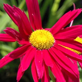 Tanacetum (c) 'Robinson's Red'  Pot 9 