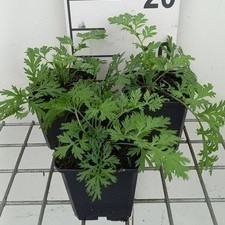 Tanacetum (c) 'Robinson's Rose'  Pot 9 