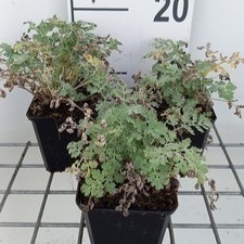 Tanacetum niveum 'Jackpot'  Pot 9 