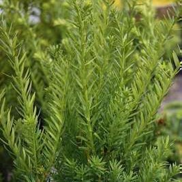 Taxus media 'Hillii'  Cont. en boule 