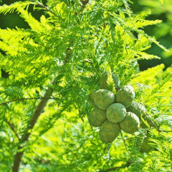 Taxodium distichum 0.80 à 1 m CT 4 litres 