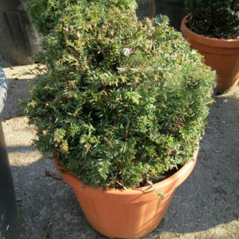 Taxus baccata  170 LITRES 