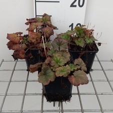 Tellima grandif. 'Moorblut'  Pot 9 