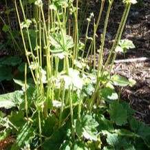 Tellima grandiflora  Pot 9 