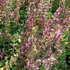 Teucrium chamaedrys  Pot 9 