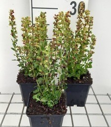 Teucrium cham. 'Alba'  Pot 9 