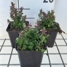 Teucrium cham. 'Nanum'  Pot 9 