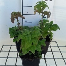 Teucrium hyrcanicum  Pot 9 