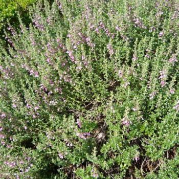 Teucrium lucidrys  CT 2 litres 