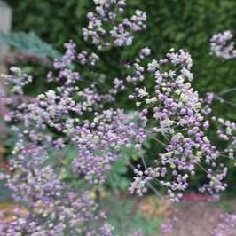 Thalictrum hybr. 'Elin'  Pot 9 