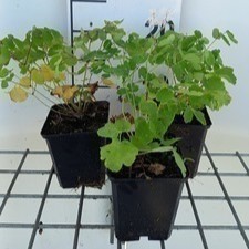 Thalictrum aquilegifolium  Pot 9 
