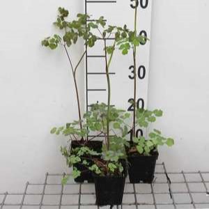 Thalictrum rochebrunianum  Pot 9 
