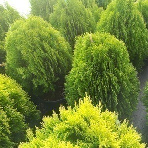 Thuja or. 'Aurea Nana' 0.25 à 0.30 m Cont. 