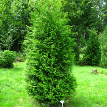 Thuja occ. 'Brabant'  En rideau 40 