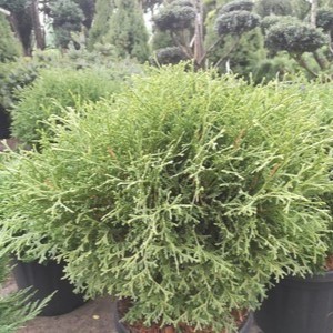 Thuja occ. 'Tiny Tim' 0.20 à 0.30 m Cont. 