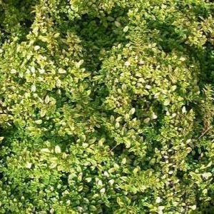 Thymus citr. 'Bertram Anderson'  Pot 9 