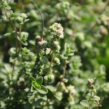 Thymus citriodorus = lemon  Pot 9 