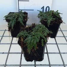 Thymus hybr. 'Elfin'  Pot 9 