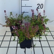 Thymus pulegioides  Pot 9 