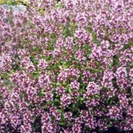 Thymus serpyllum  Pot 9 