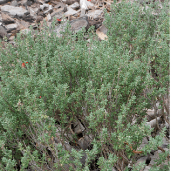 Thymus vulgaris  Pot 9 