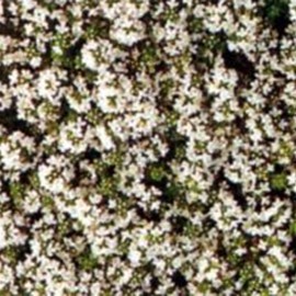 Thymus praecox 'Albiflorus' (= serp. 'albus')  Pot 9 