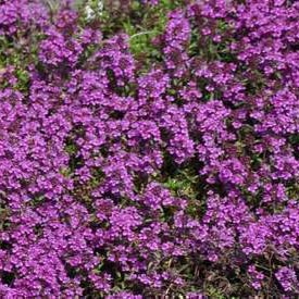 Thymus praecox 'Purple Beauty'  Pot 9 