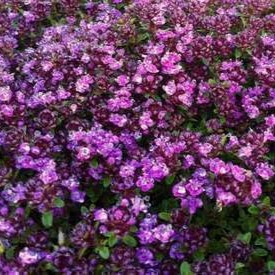 Thymus praecox 'Coccineus'  Pot 9 