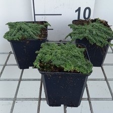 Thymus praecox 'Minor'  Pot 9 
