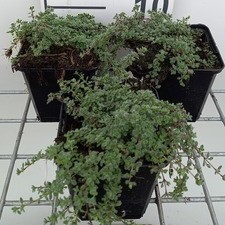 Thymus praecox 'Pseudolanuginosus'  Pot 9 